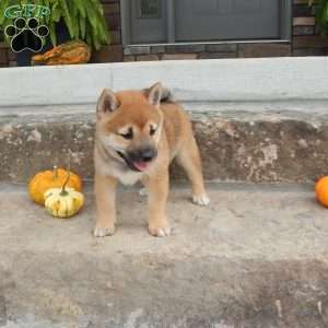 Donald, Shiba Inu Puppy